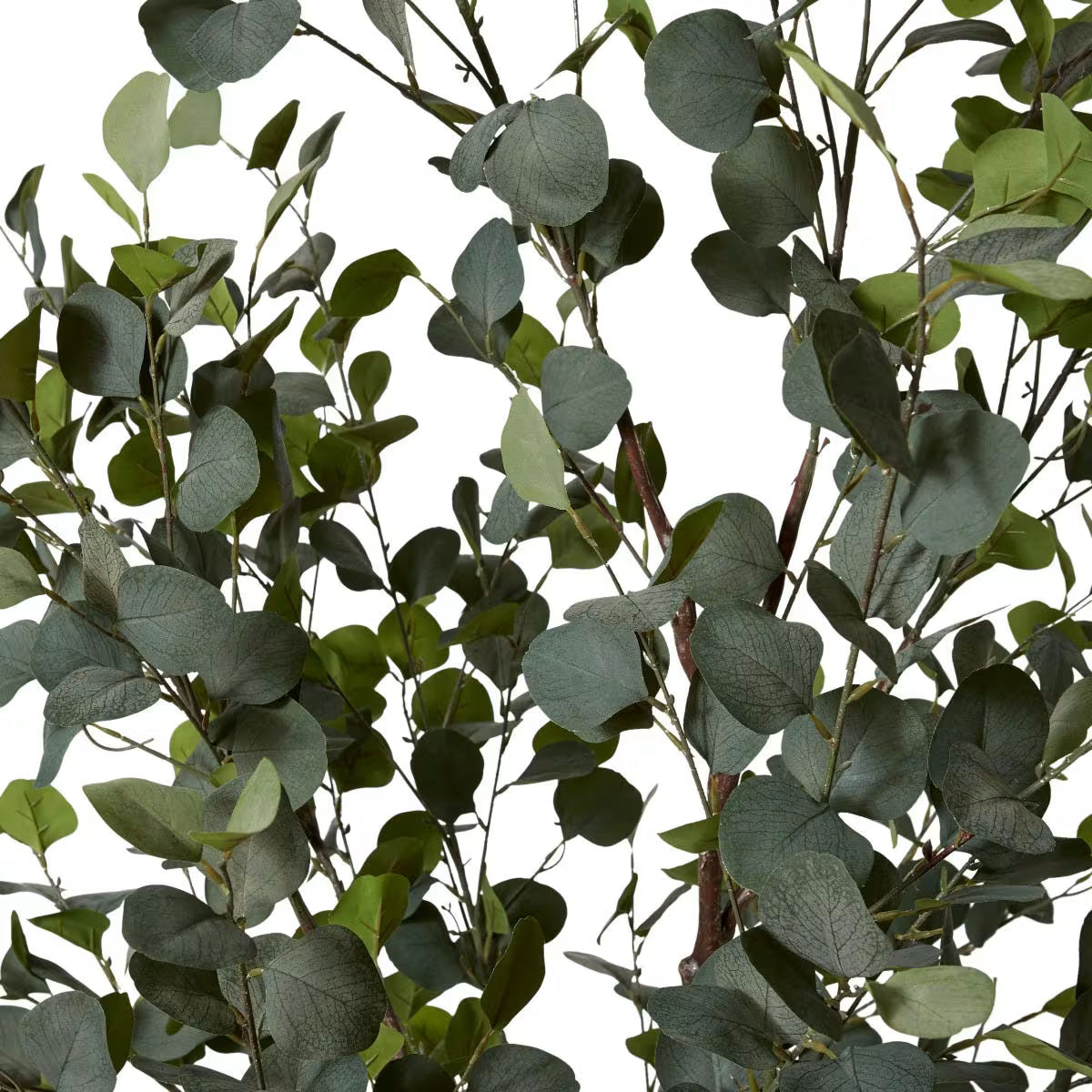 Eucalyptus Tree — 210cm | Alfresco Edition