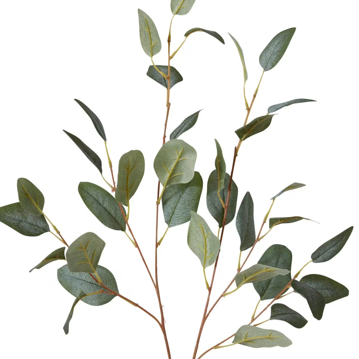 Eucalyptus Spray Stems | Pack of 12